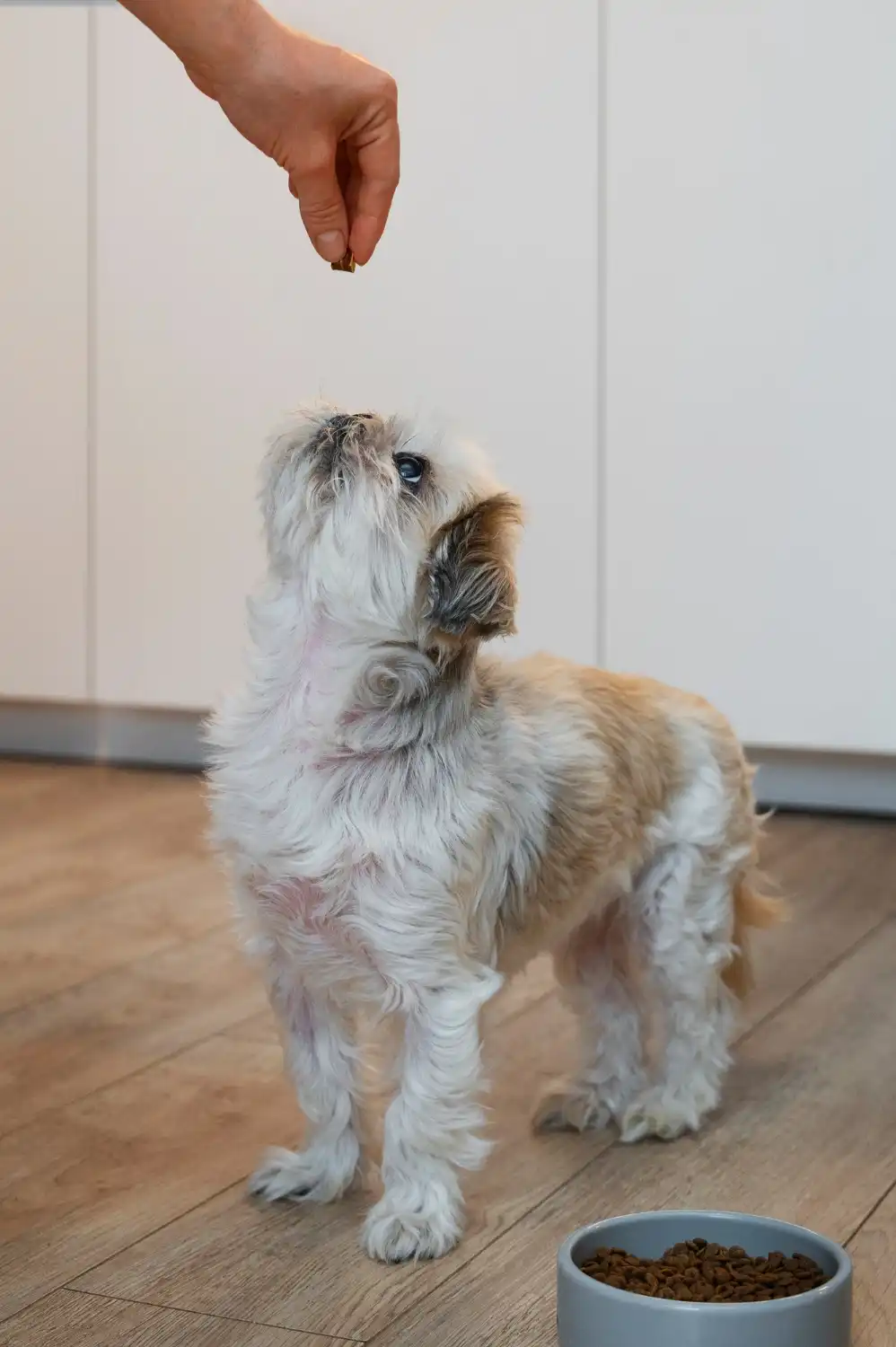 Dog with diarrhea - clinical assessment and home care guide