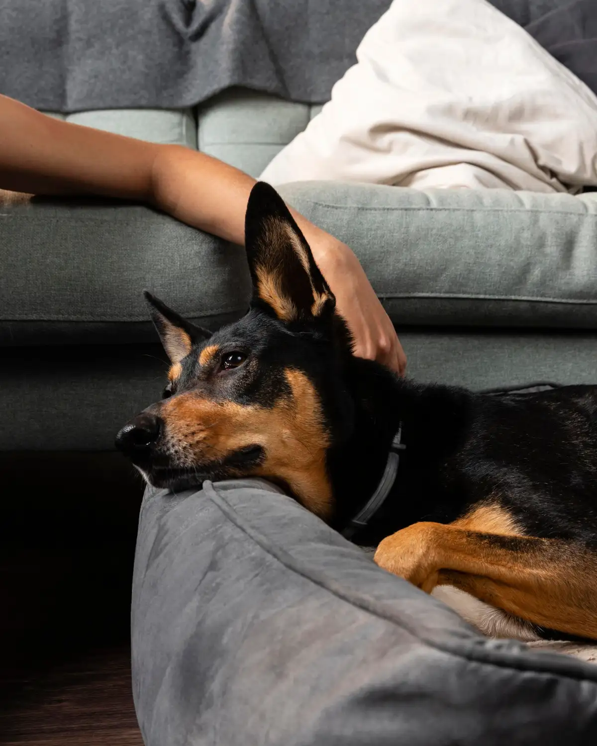 Person comforting dog resting at home during bloody diarrhea recovery