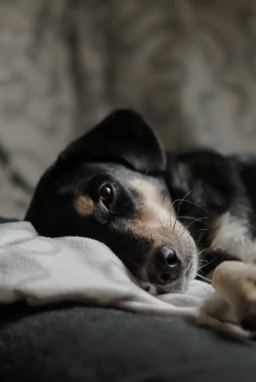 Dog with bloody diarrhea - clinical emergency assessment guide