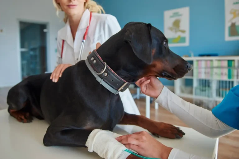 Dog Diarrhea With Blood 3