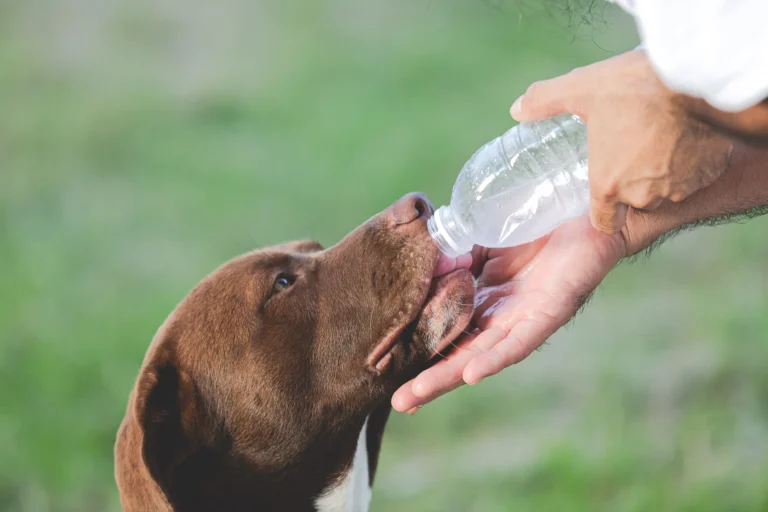 Dog Not Drinking Water 1