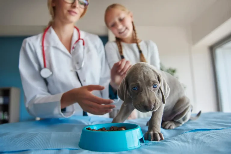 Dog Not Eating 1