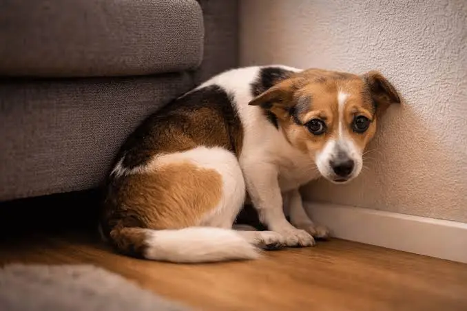Dog Shaking And Trembling 1