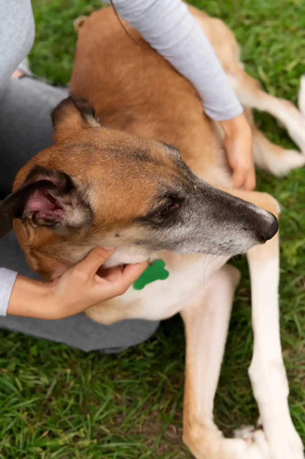 Owner comforting a trembling dog while checking for emergency signs