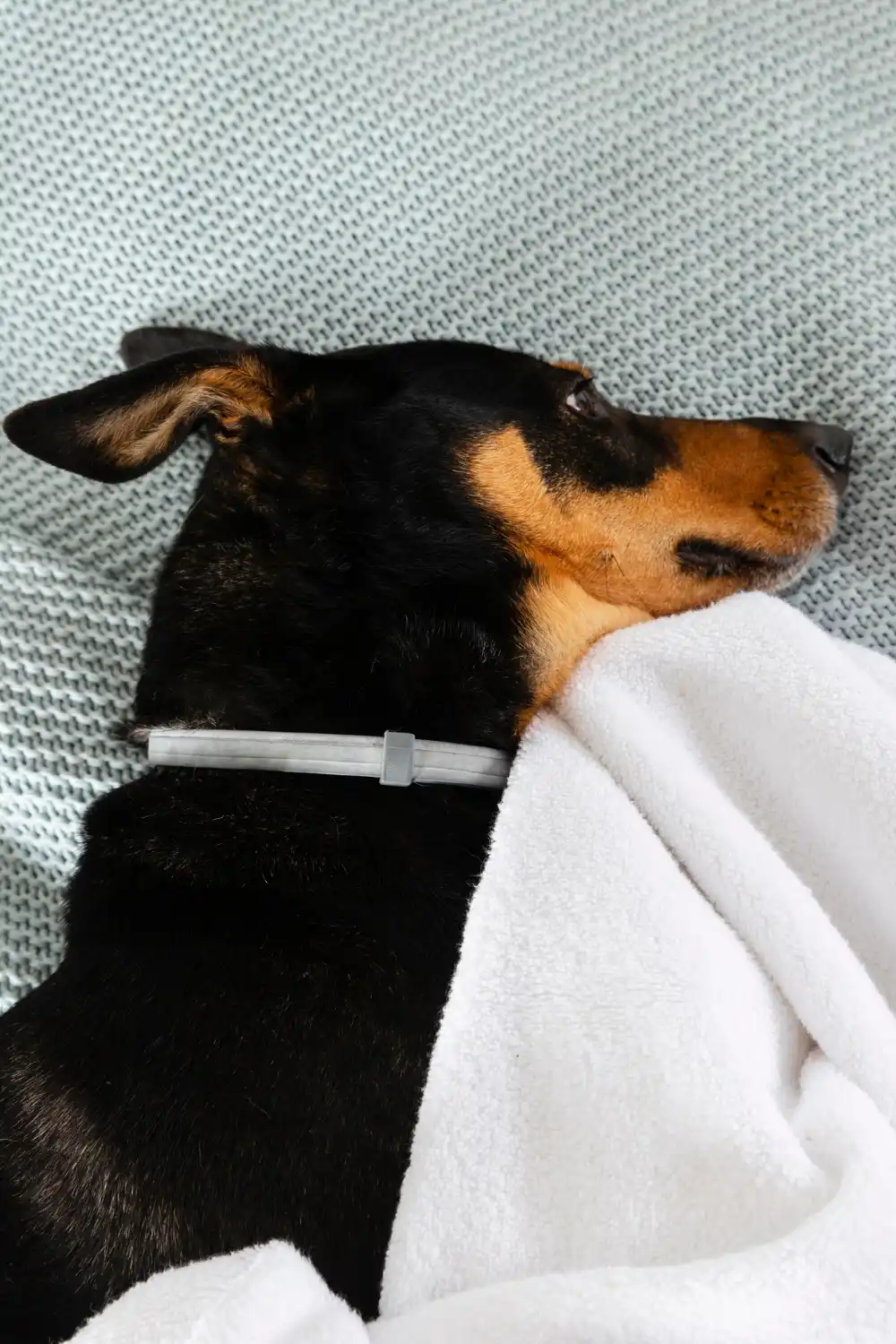 Dog showing signs of dehydration distress needing emergency veterinary care