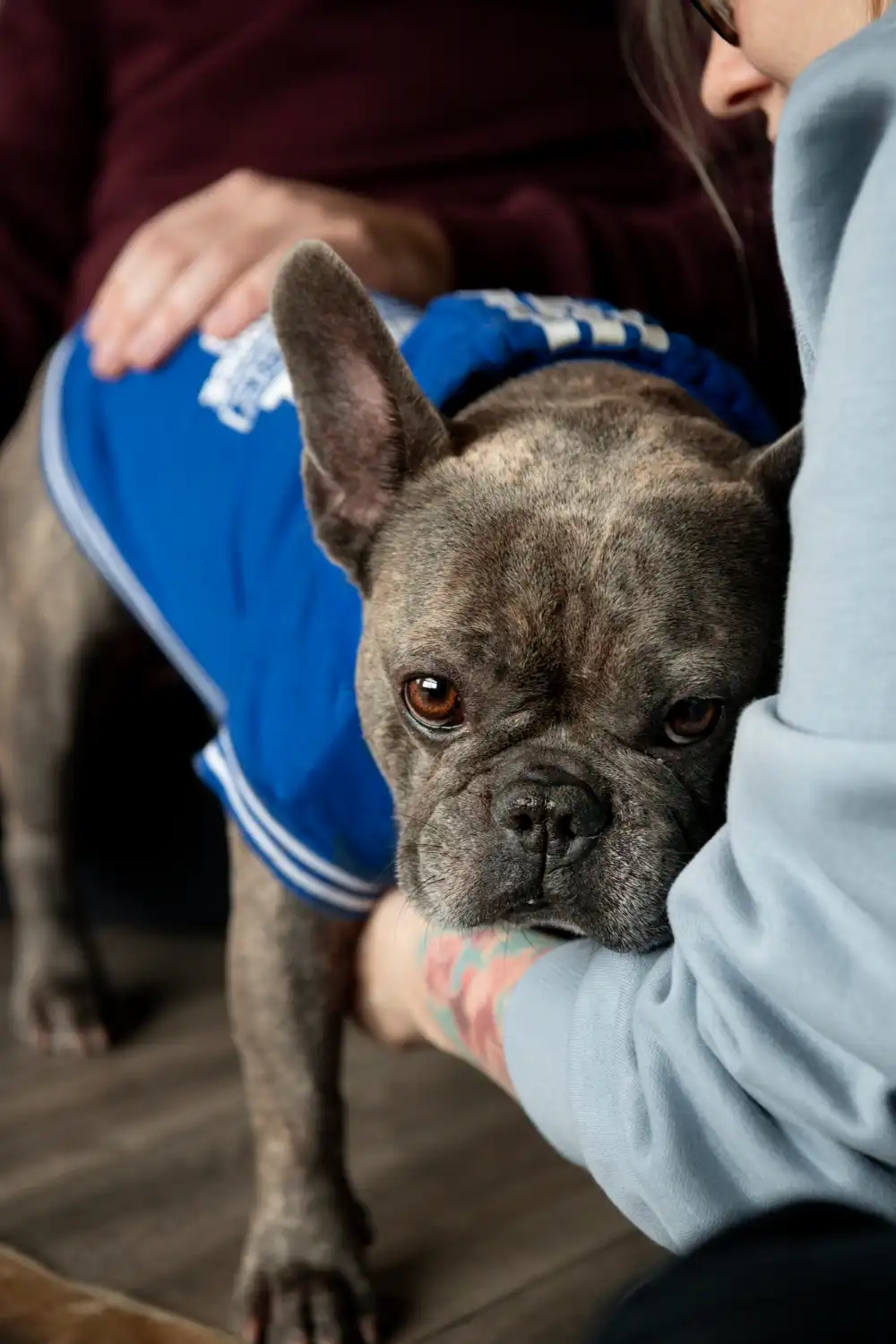 Dog showing signs of facial swelling distress needing emergency veterinary care
