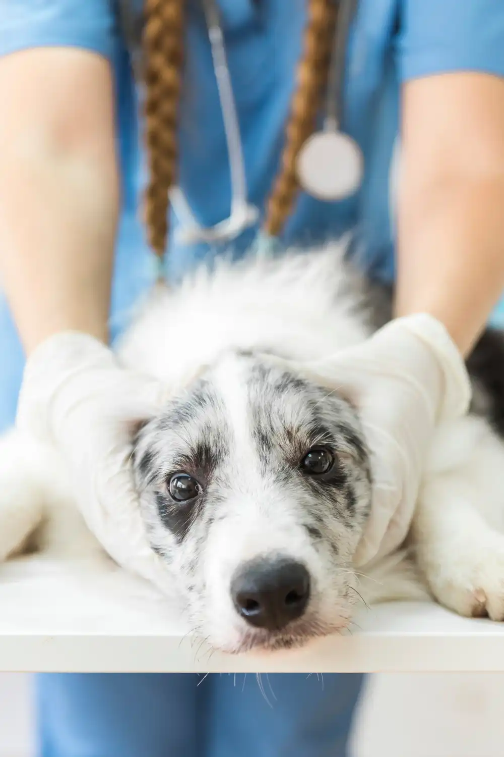 Dog receiving veterinary care for yellow bile vomiting