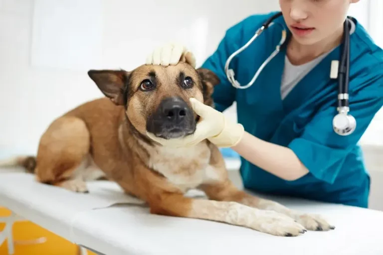Dog Addisons Disease 1