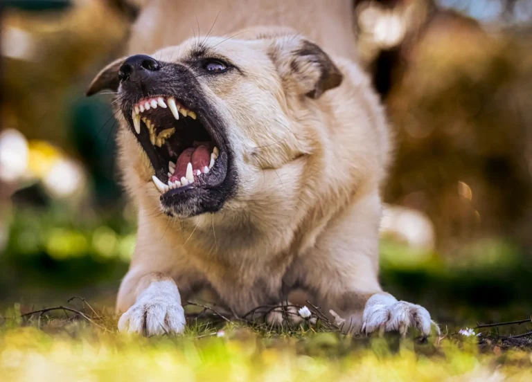 Dog Aggressive Suddenly 1