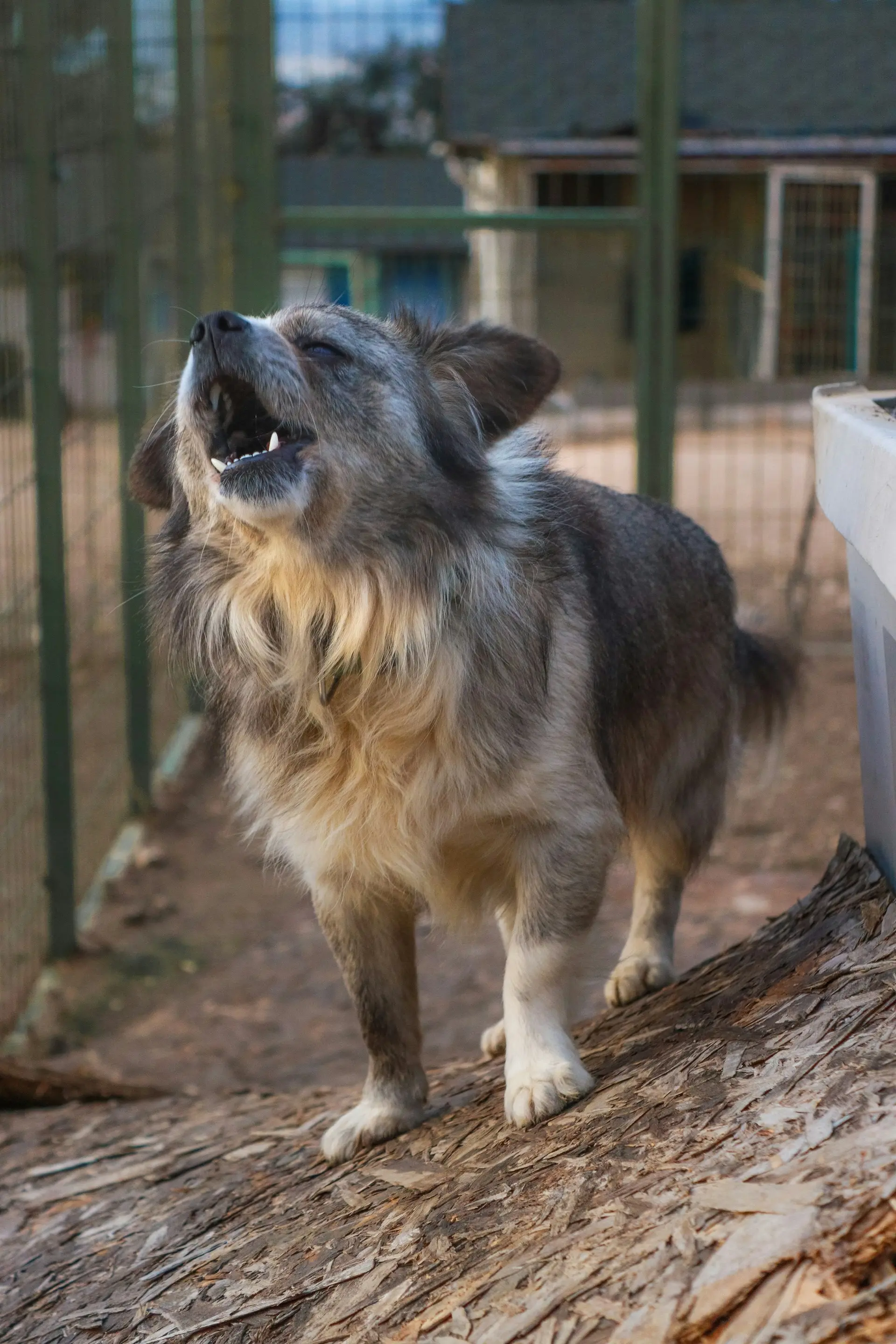 Dog showing signs of sudden aggression requiring clinical assessment