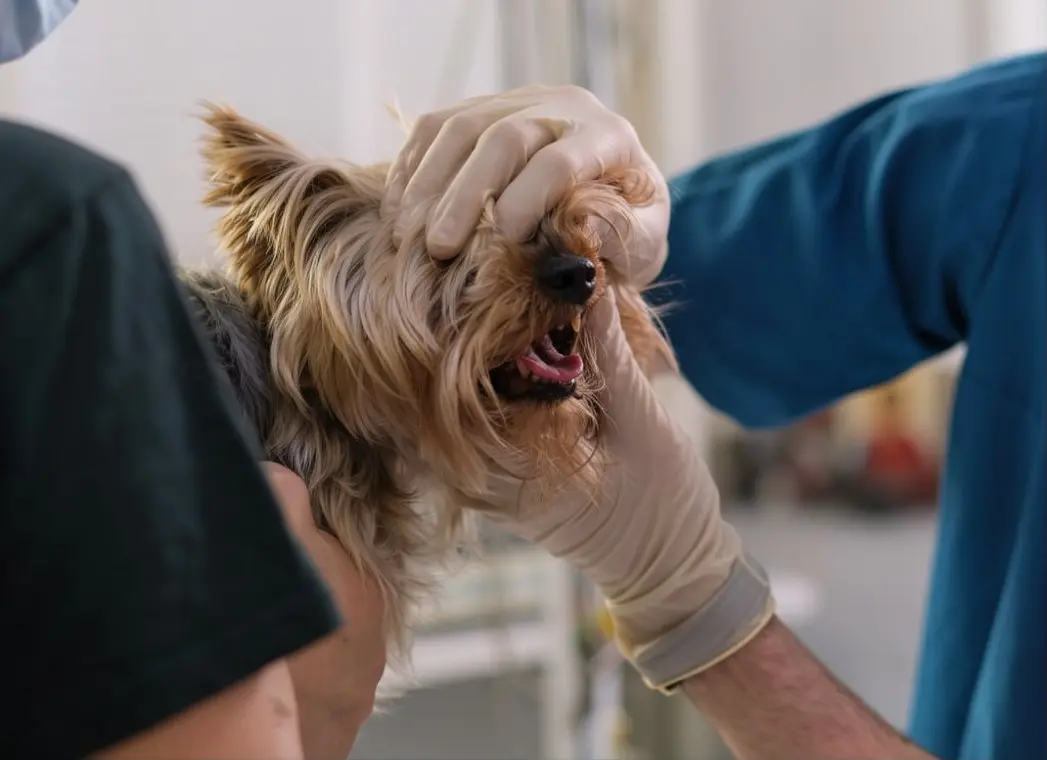 Dog showing signs of sudden aggression needing emergency veterinary care