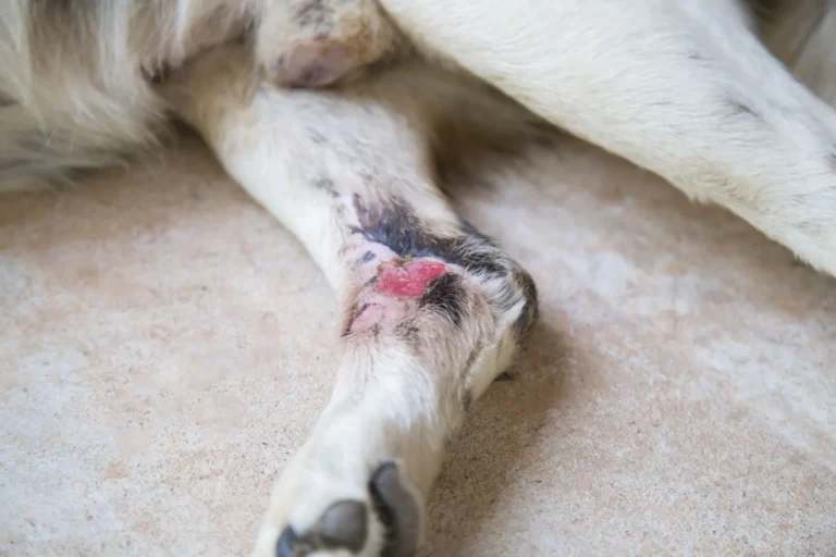 Dog Arthritis Symptoms 1