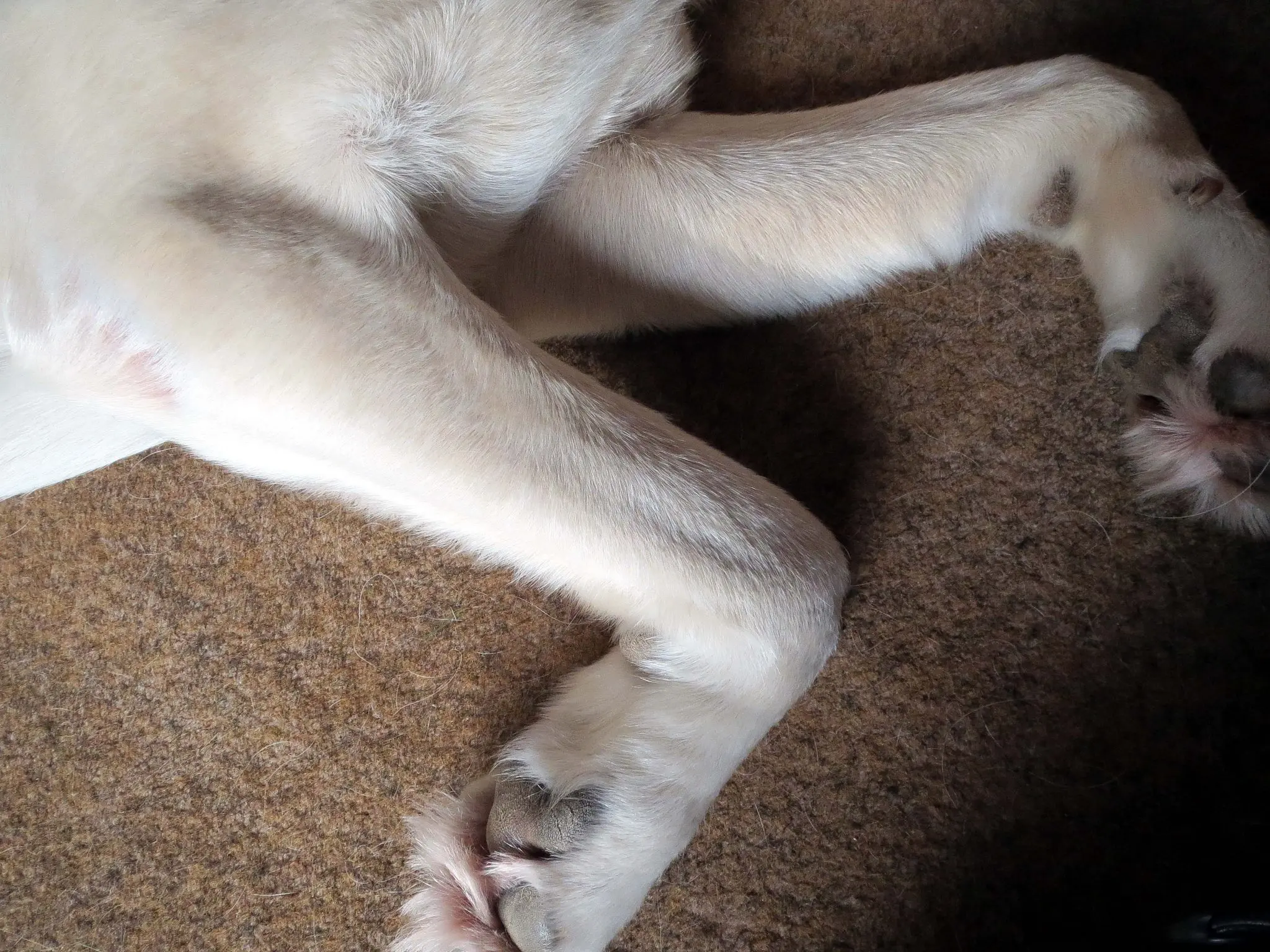 Dog showing signs of arthritis requiring clinical assessment