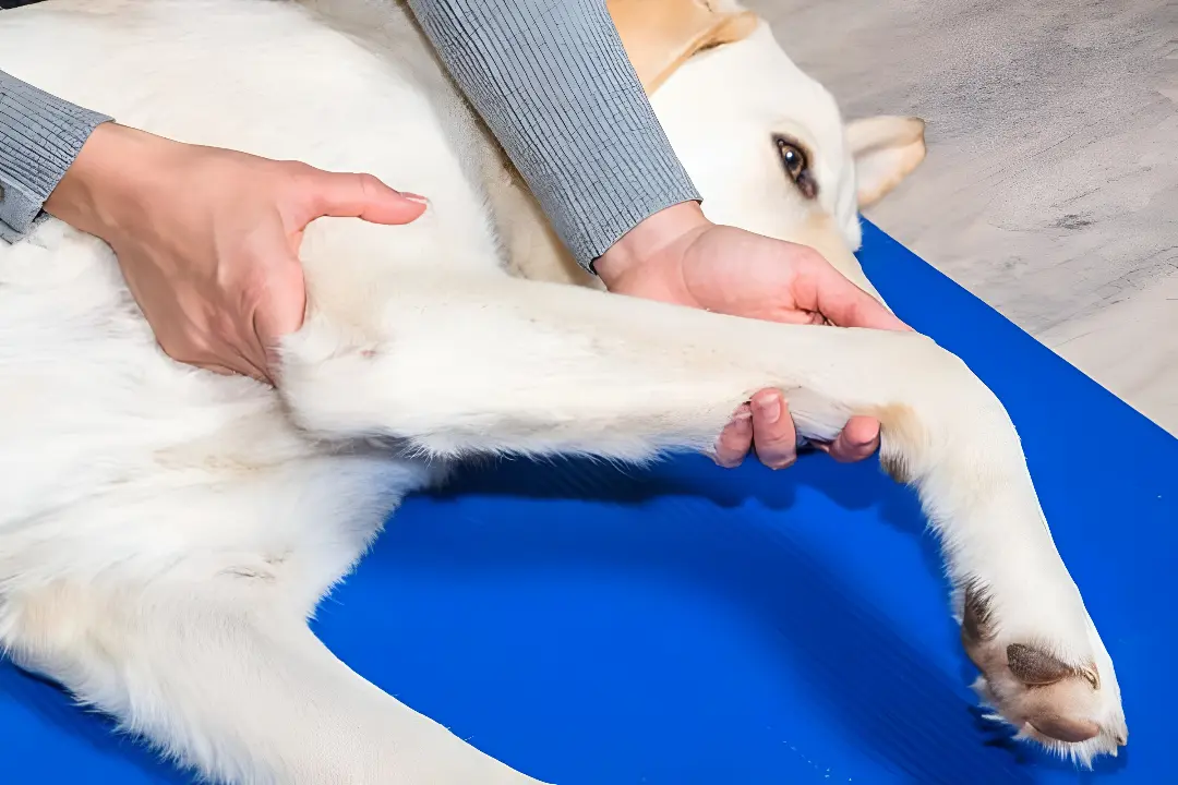 Dog with severe arthritis symptoms requiring emergency veterinary orthopedic evaluation