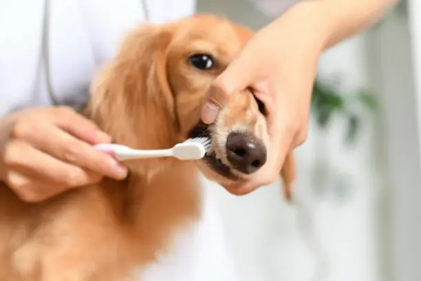 Dog Bad Breath 1