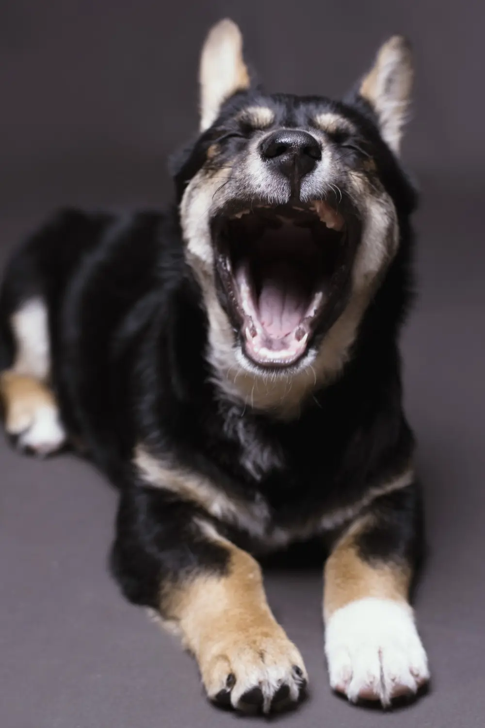 Dog showing signs of halitosis requiring clinical assessment