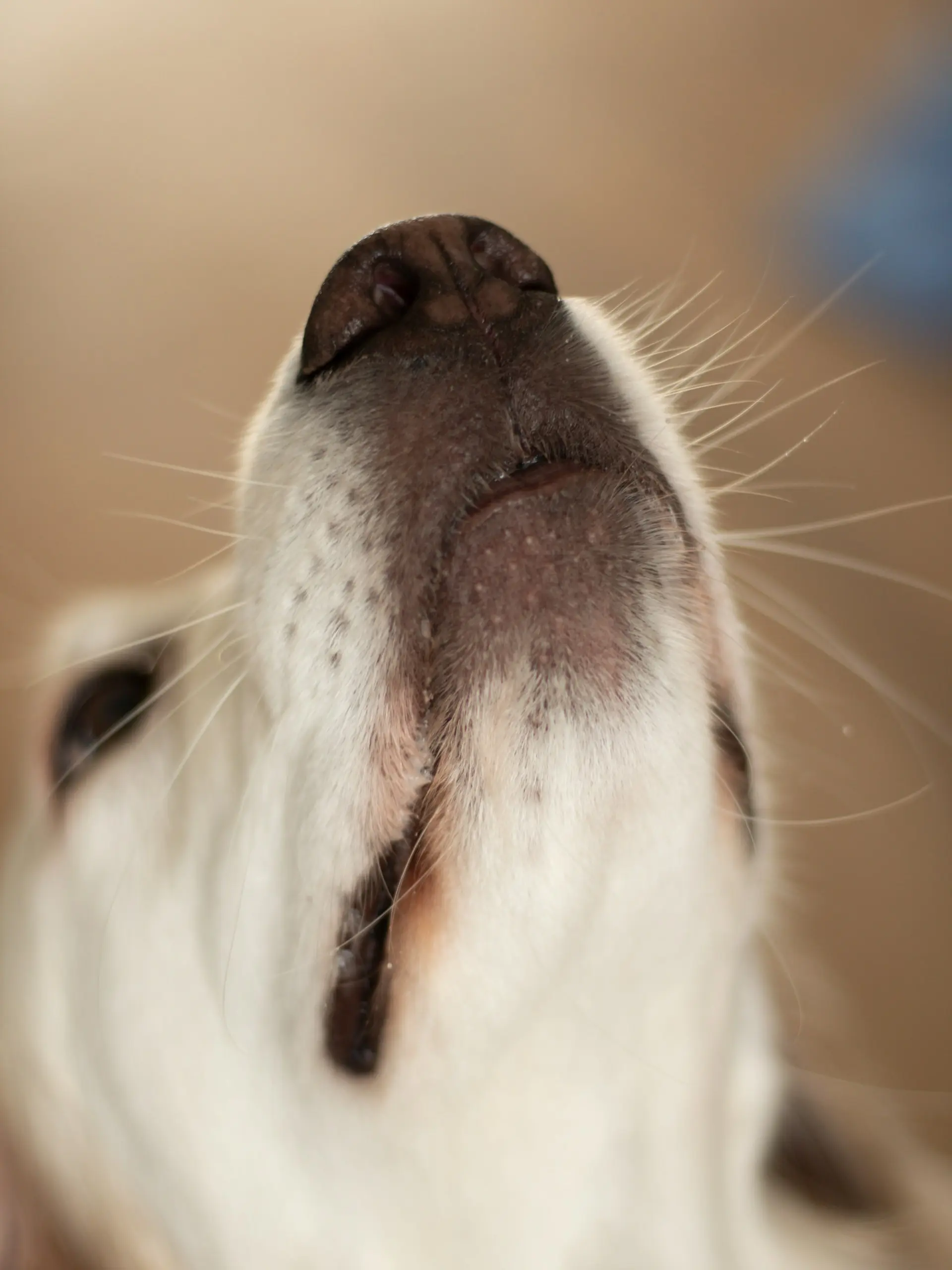 Dog showing signs of severe halitosis needing emergency veterinary care