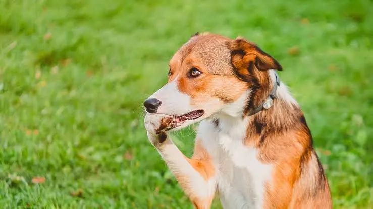 Dog Biting Paws 1