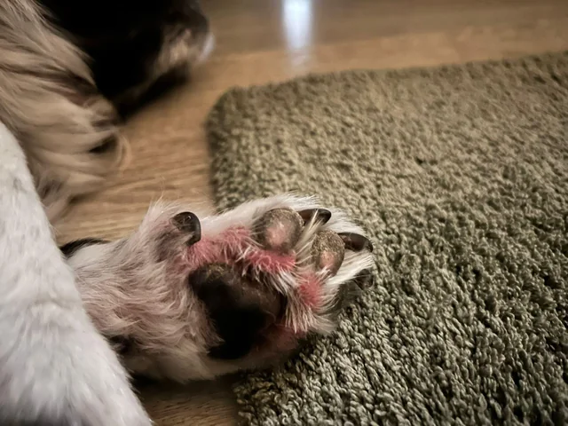 Dog biting paws - clinical dermatologic assessment guide