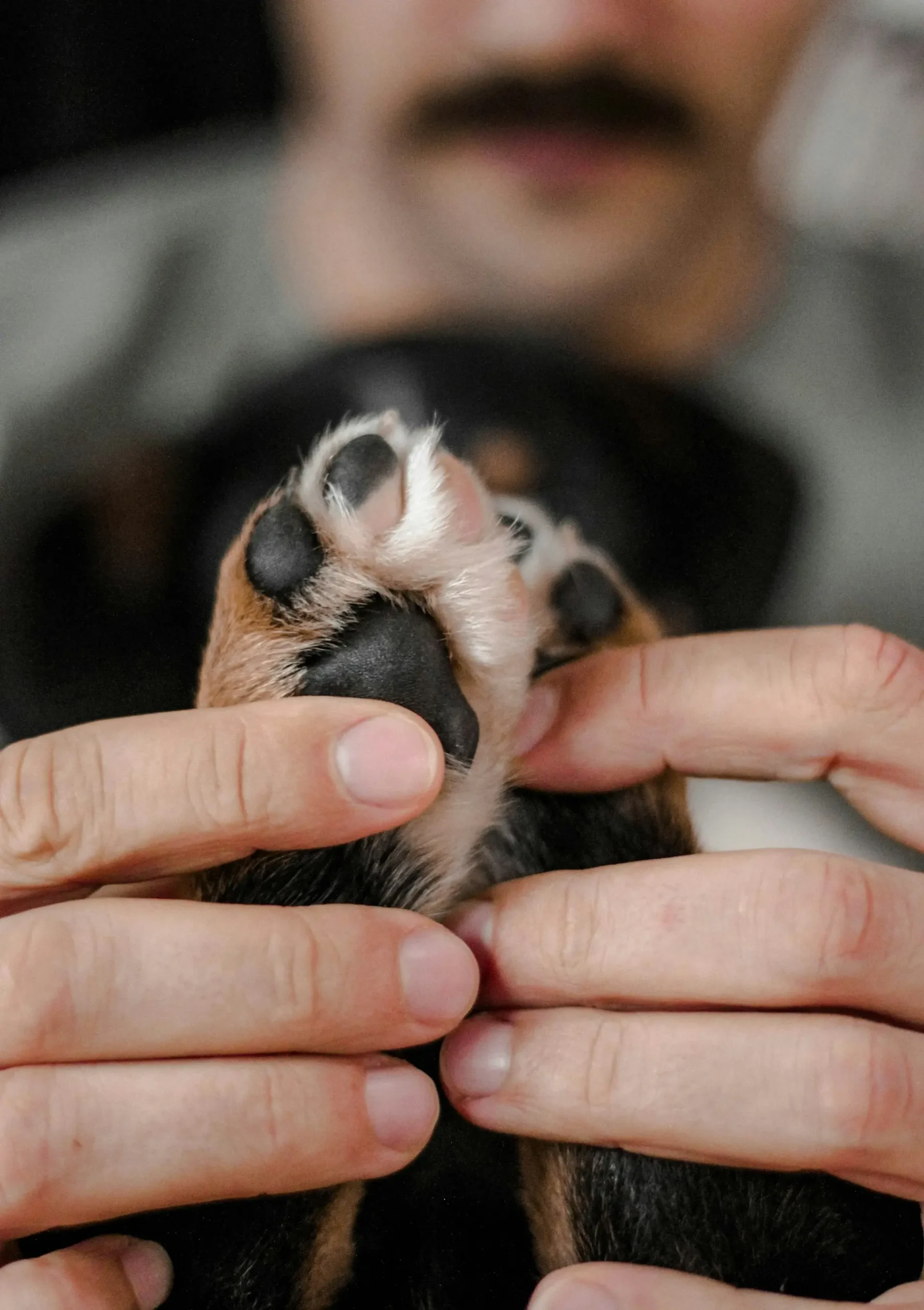 Dog biting paws - emergency signs requiring immediate veterinary care