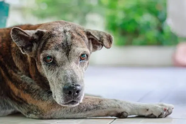 Dog Blind Symptoms 1
