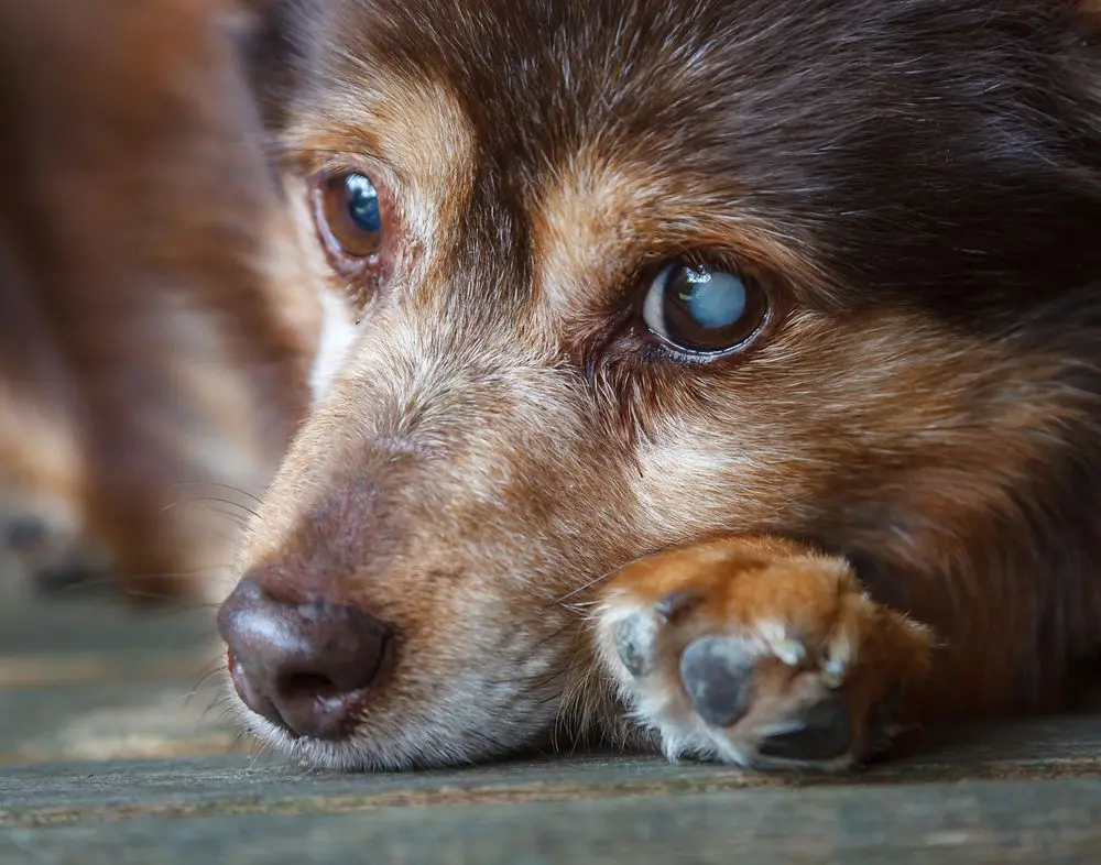Dog showing signs of vision loss requiring clinical assessment