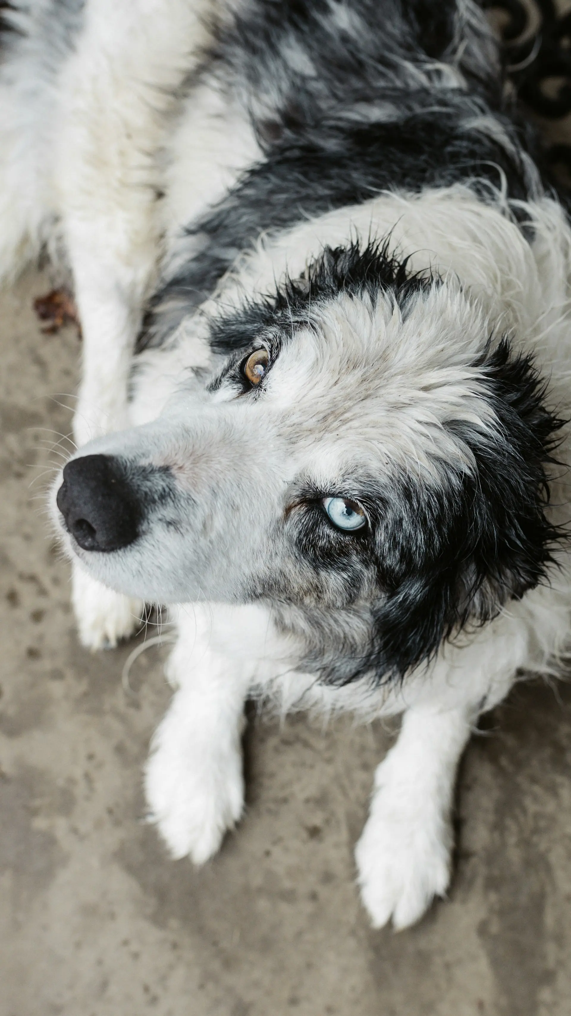 Dog showing signs of severe vision loss needing emergency veterinary care