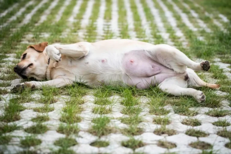 Dog Bloat Symptoms 1