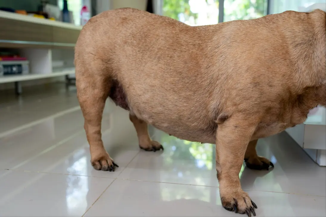 Dog at risk of bloat symptoms