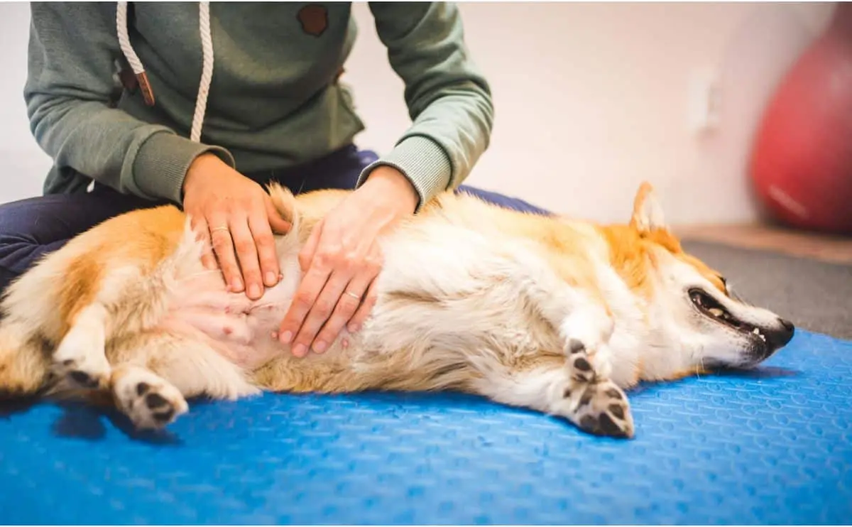 Emergency signs of dog bloat requiring immediate veterinary care