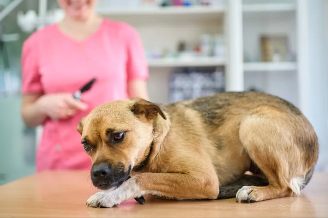 Pet owner using Veterinary AI to assess dog bloat symptoms