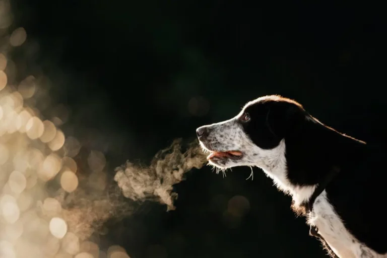 Dog Breathing Fast 1