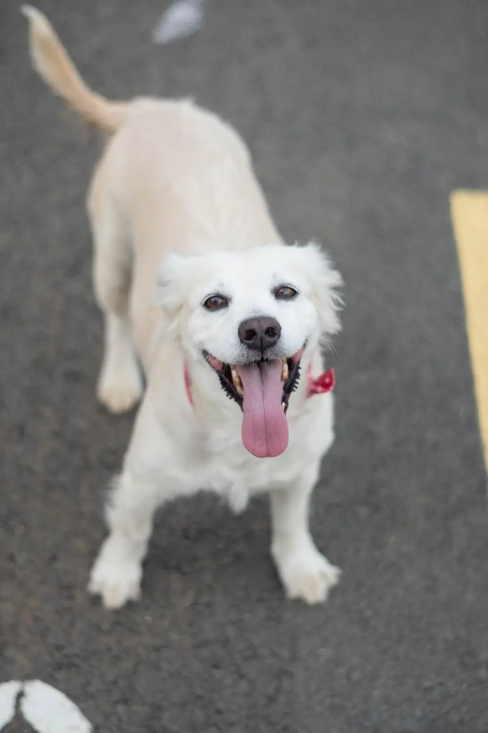 Person monitoring dog's breathing at home