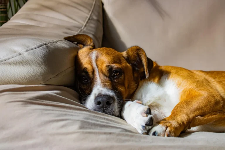 Dog Breathing Heavy At Rest 1