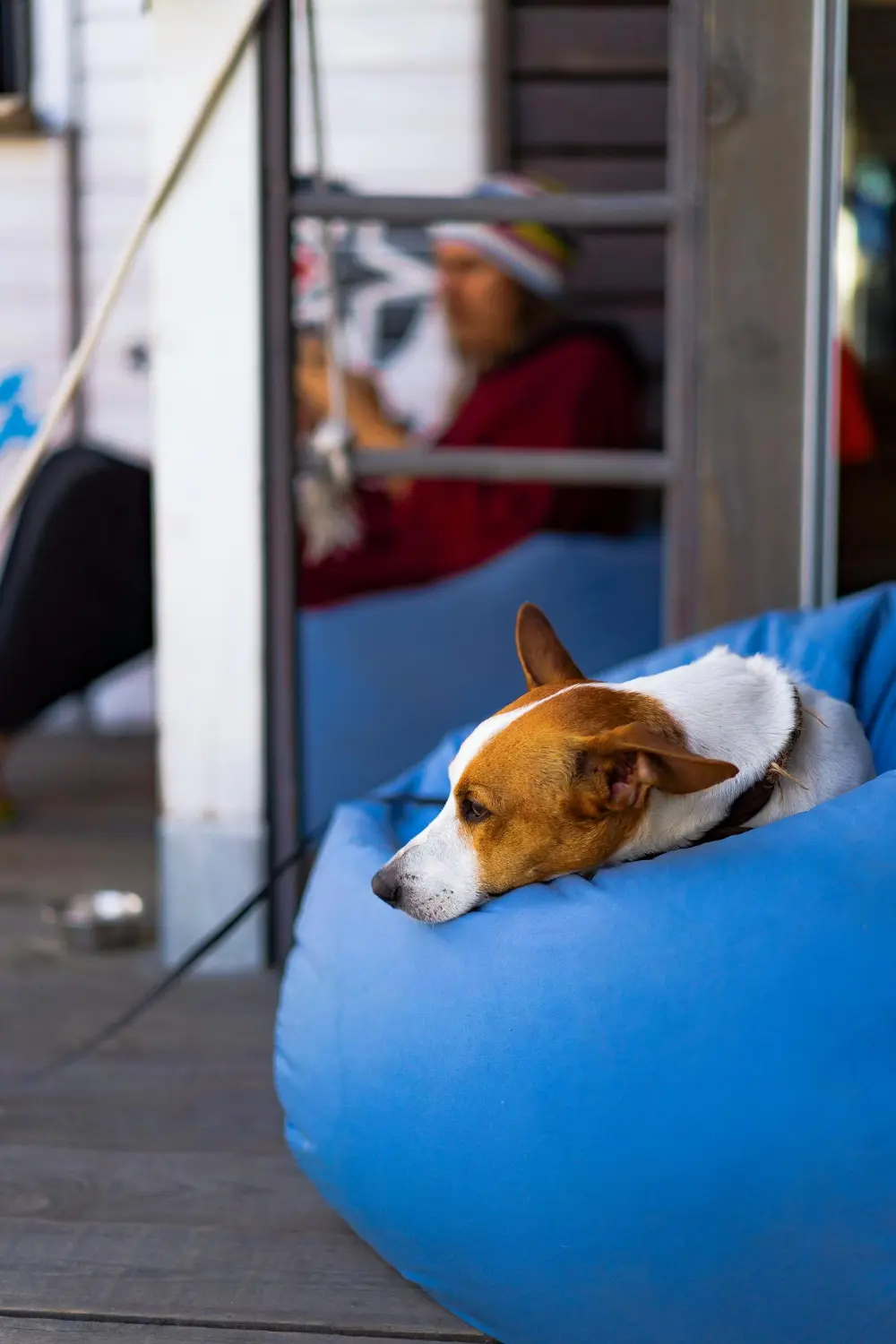 Person monitoring dog's breathing at home