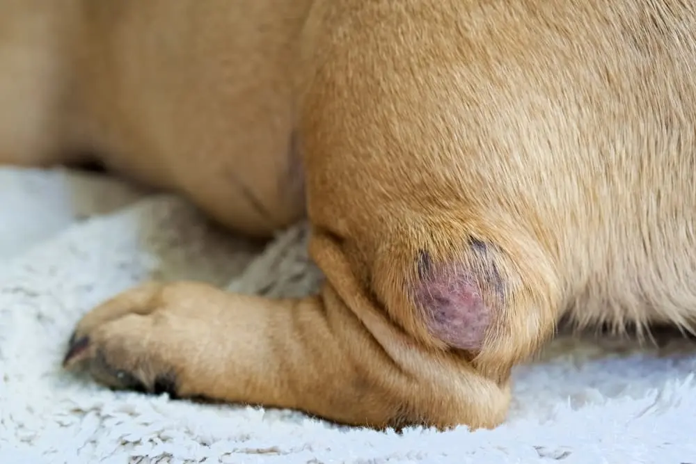 Dog showing signs of cancer requiring clinical assessment