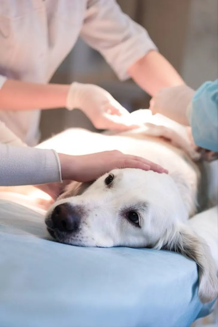 Dog showing signs of severe cancer needing emergency veterinary care
