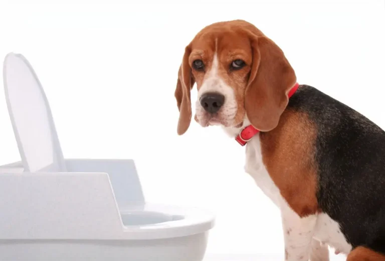 Dog Constipation 1