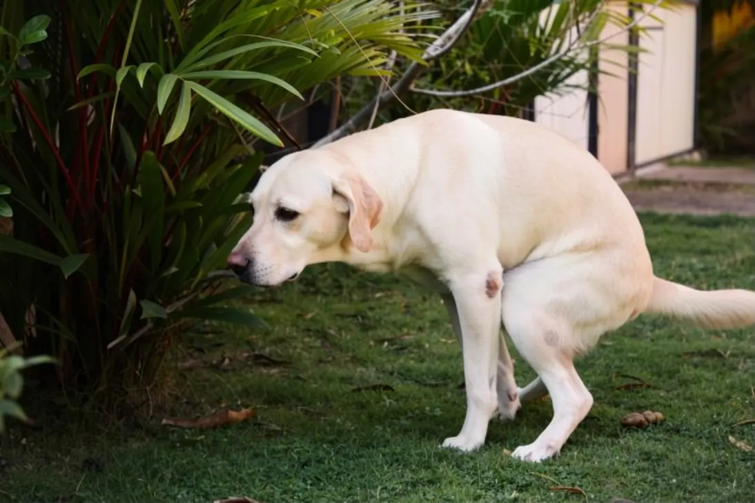 Pet owner using Veterinary AI to assess dog constipation symptoms