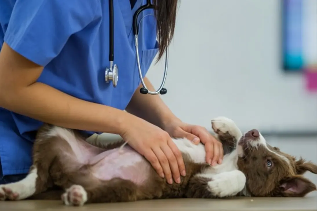 Emergency signs of dog constipation requiring veterinary care