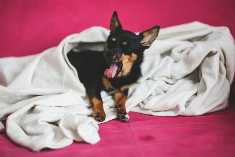 Dog Coughing And Gagging 1