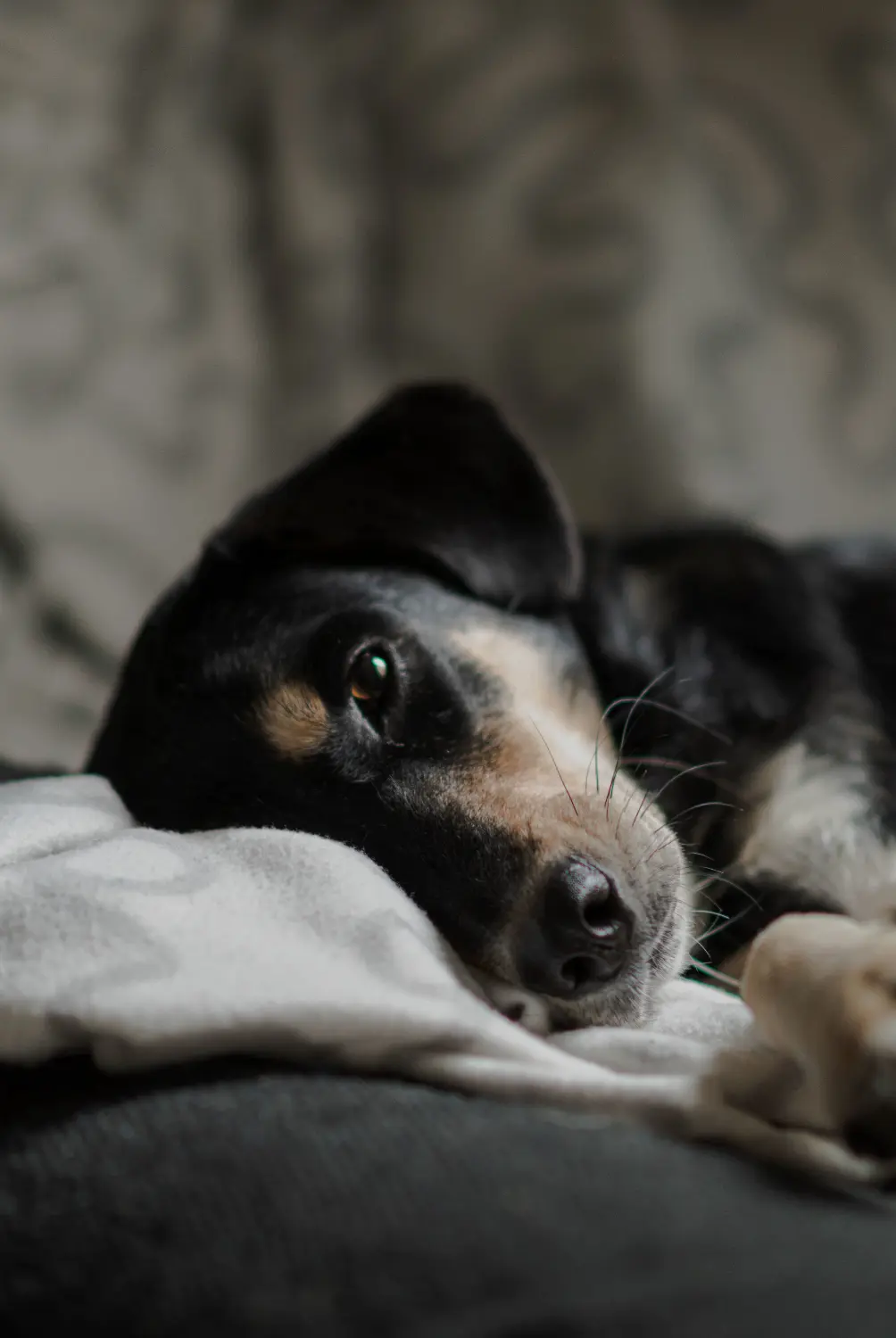 Person caring for coughing dog at home