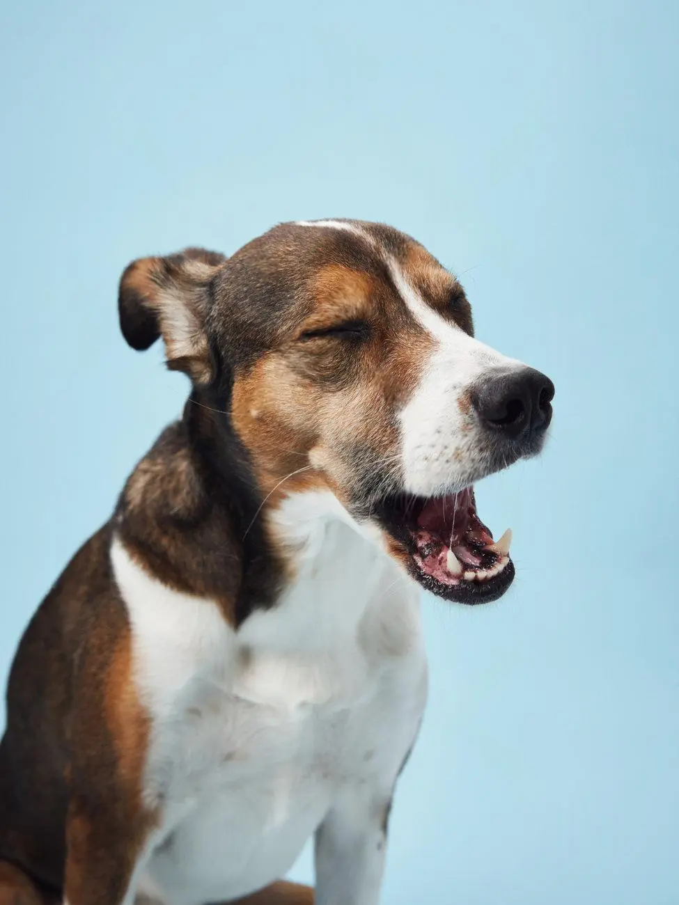 Dog showing signs of respiratory distress needing emergency veterinary care