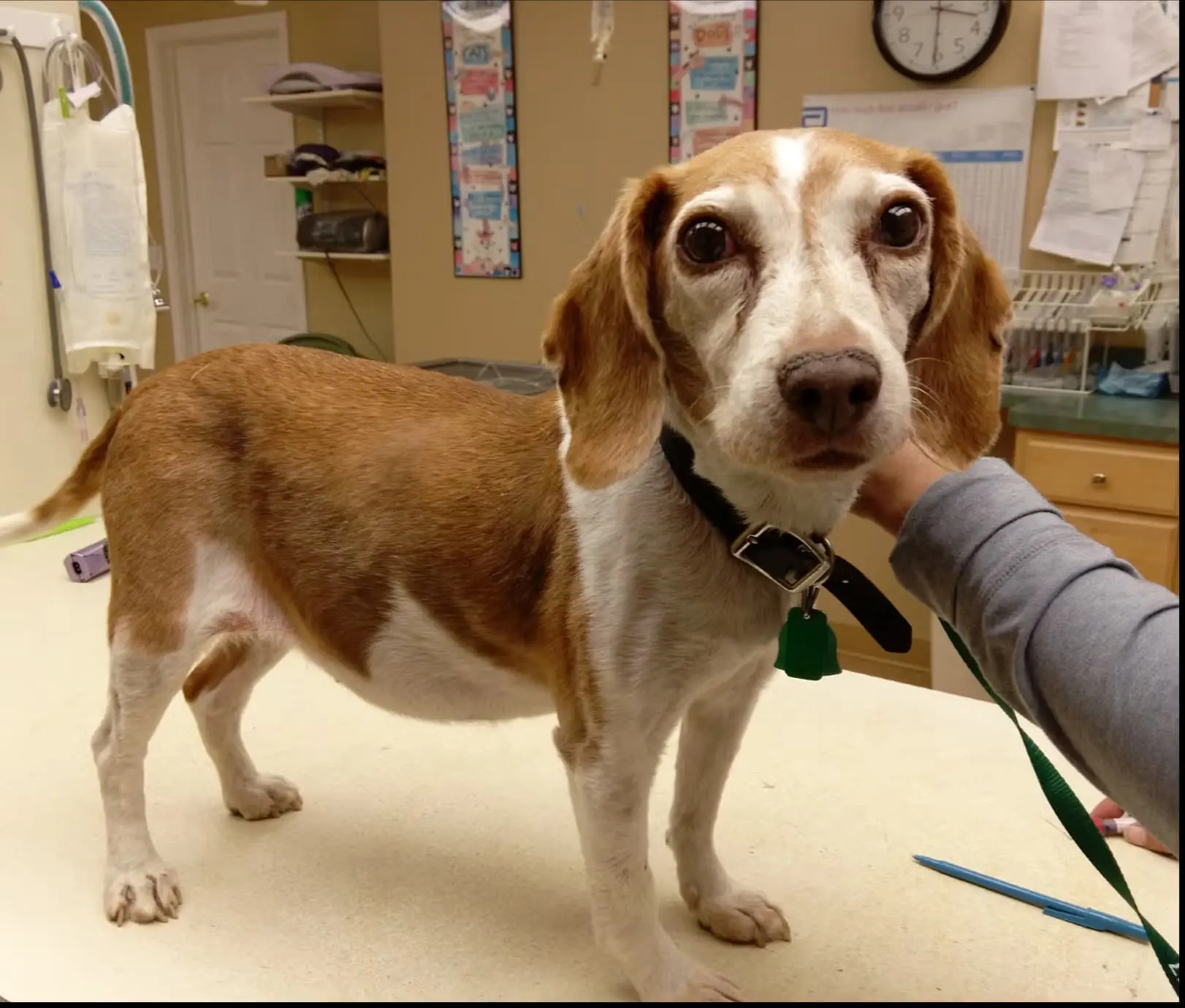 Dog showing signs of Cushings disease requiring clinical assessment