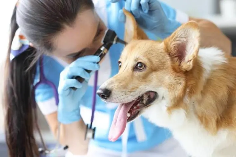 Dog Deaf Symptoms 1
