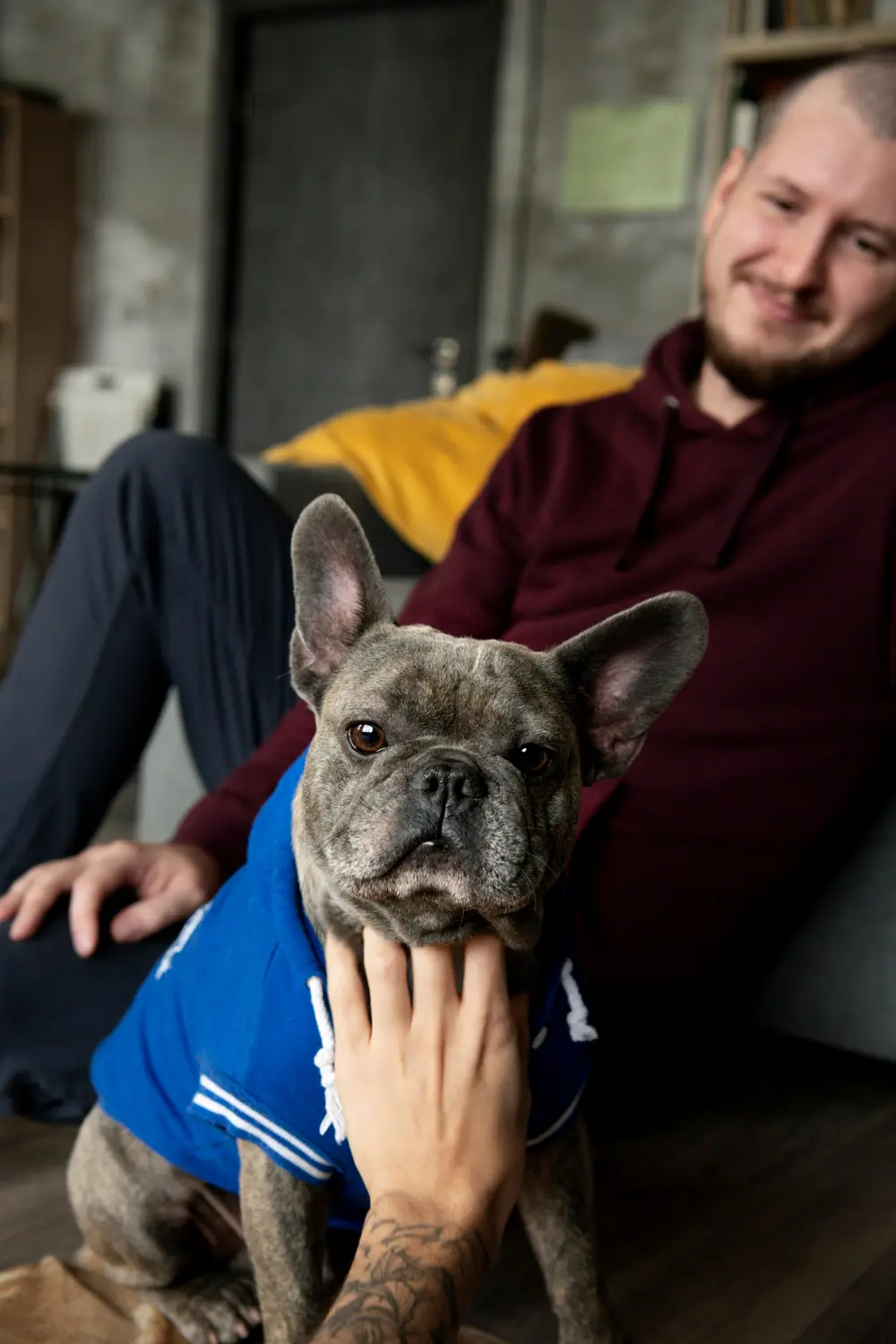 Dog showing signs of hearing loss requiring clinical assessment
