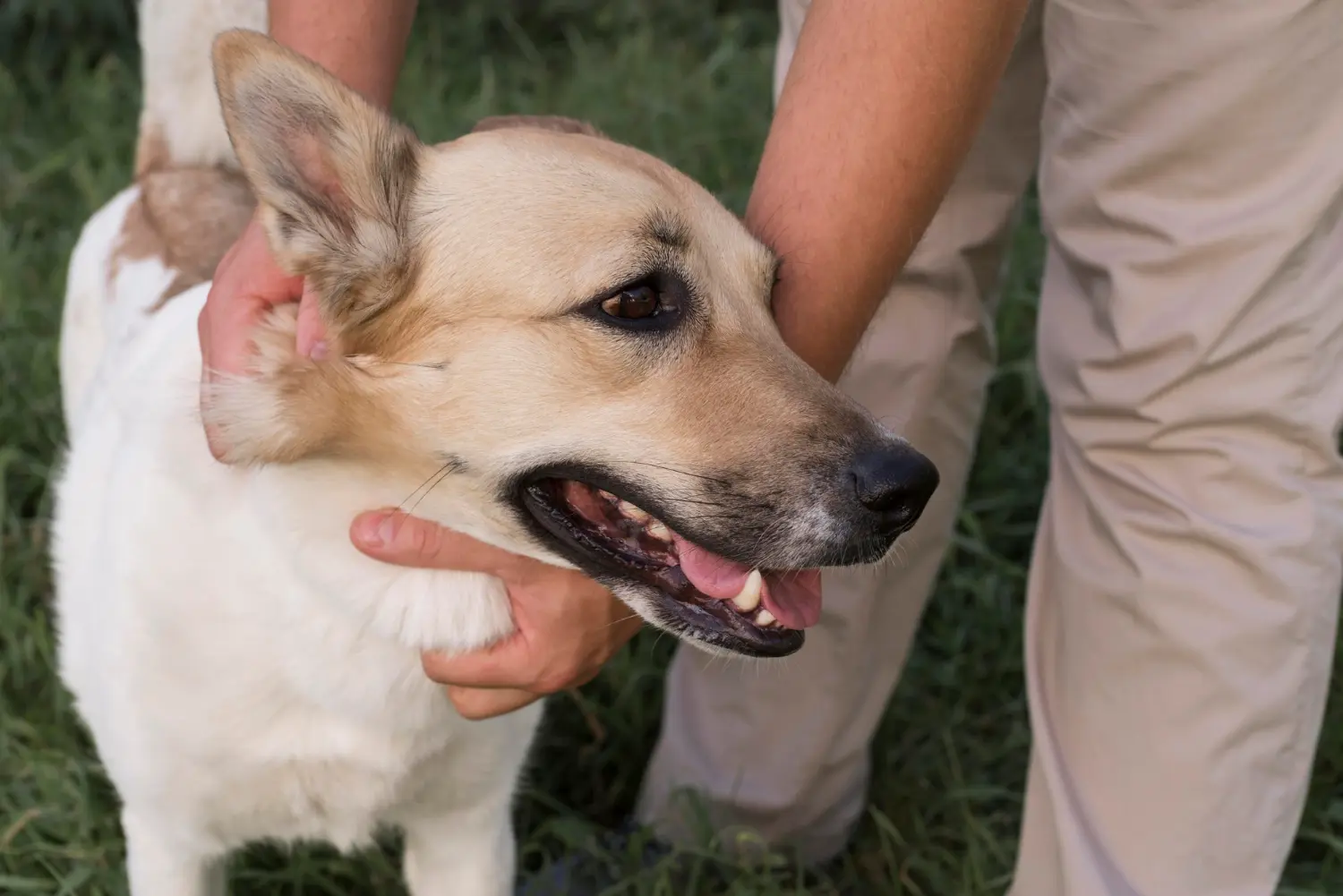 Dog showing signs of severe hearing loss needing emergency veterinary care
