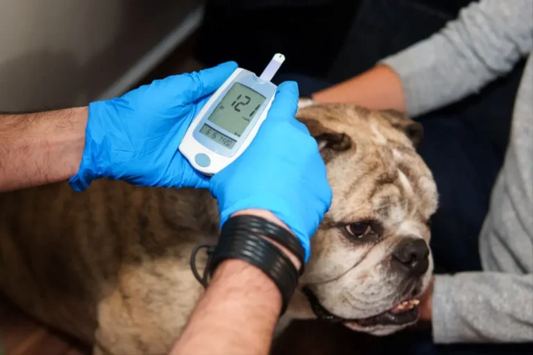 Dog Diabetes Symptoms 1