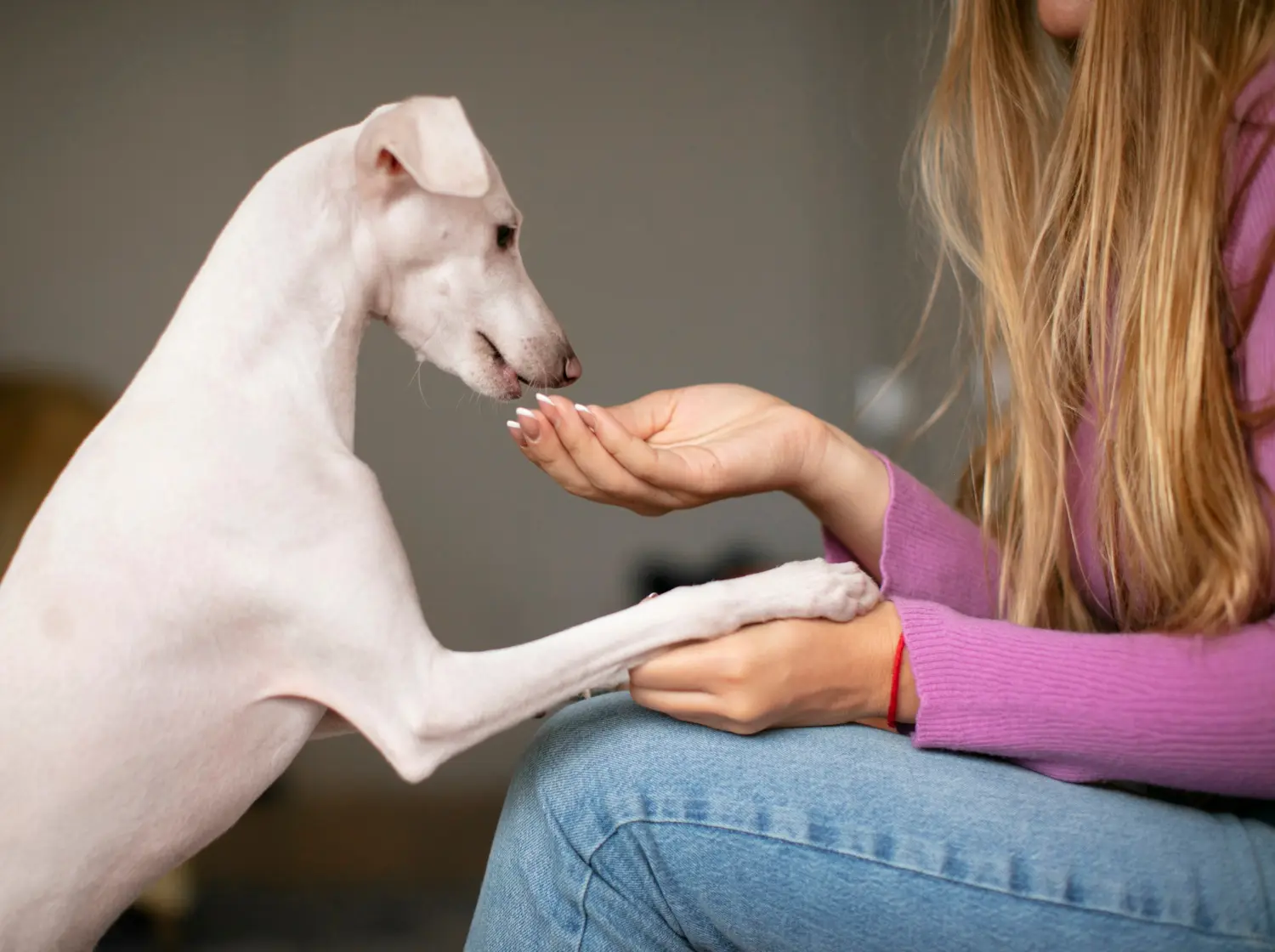 Dog showing signs of diabetes requiring home monitoring and clinical assessment