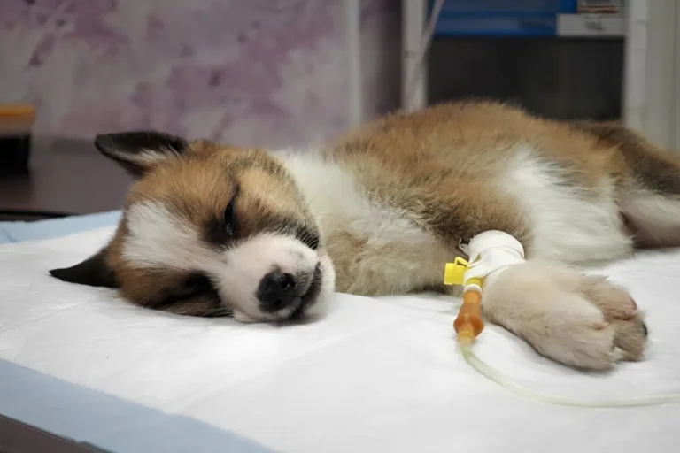 Dog Distemper Symptoms 1